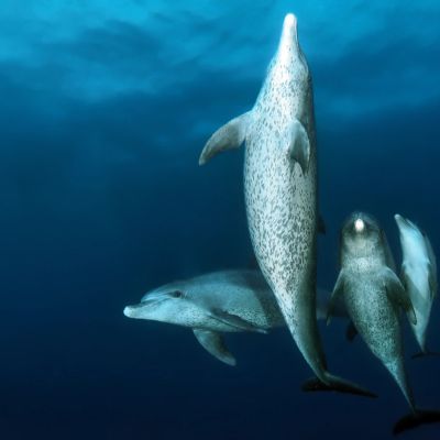 Delfincsalád - Dolphin Family