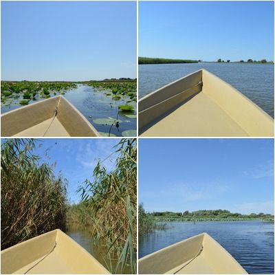 Lotus fields, or water is life