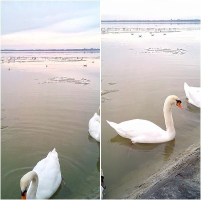 Lake in Winter