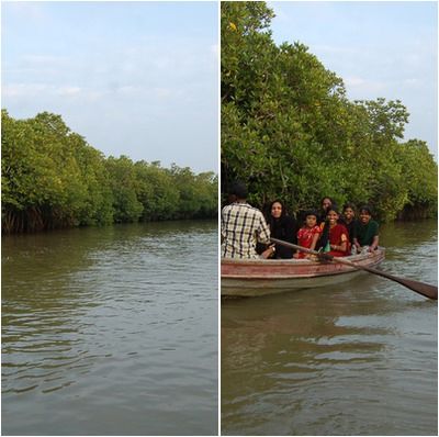 PICHAVARAM MANGROVE FOREST