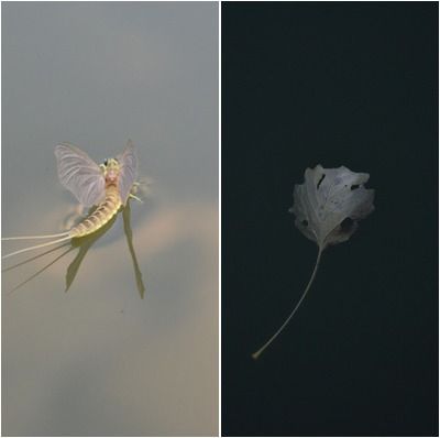 Szerelmünk a Tisza - elmúlás