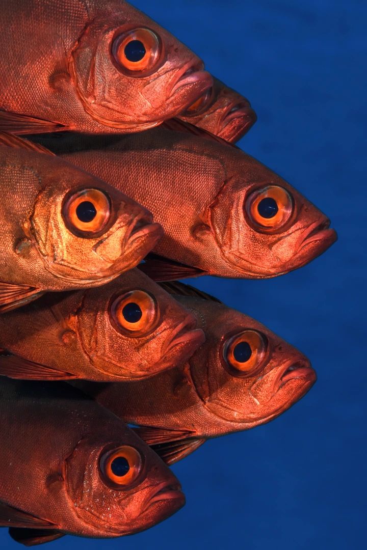 Nagyszemű vörös halak
