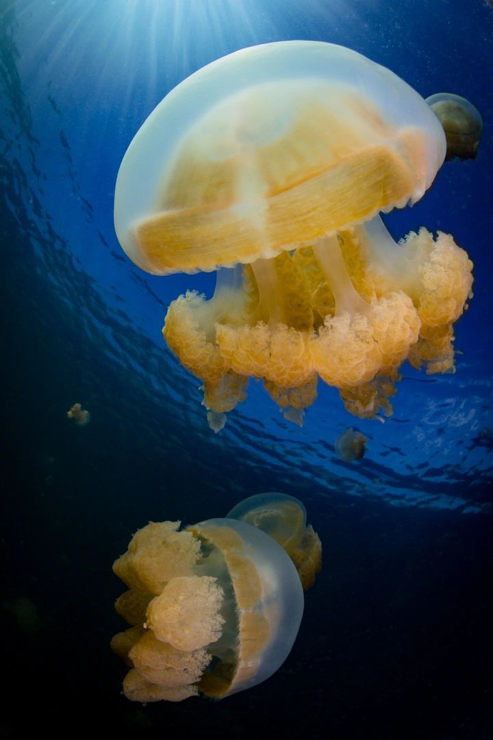 Arany medúzák